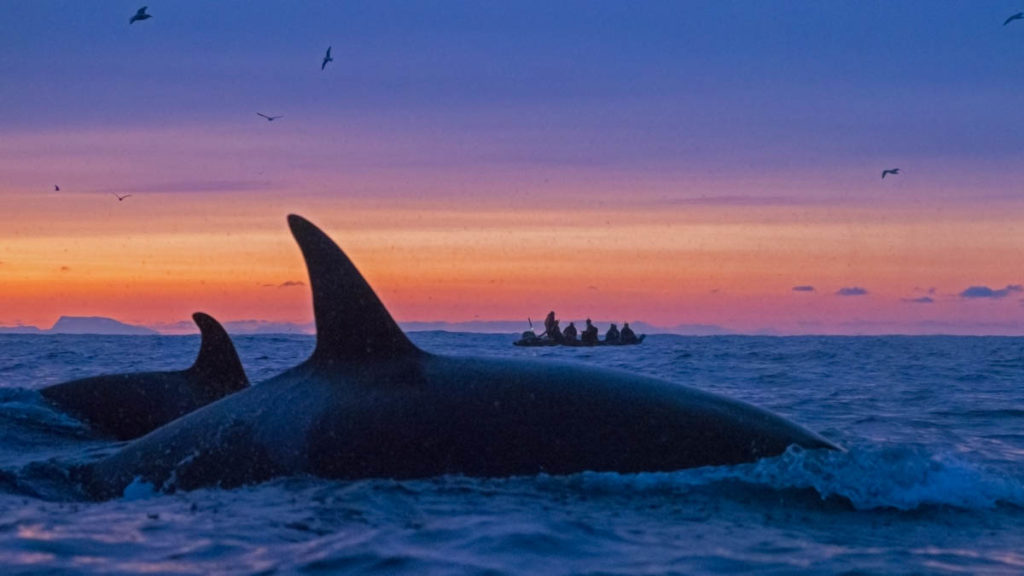 Orca at Sunset