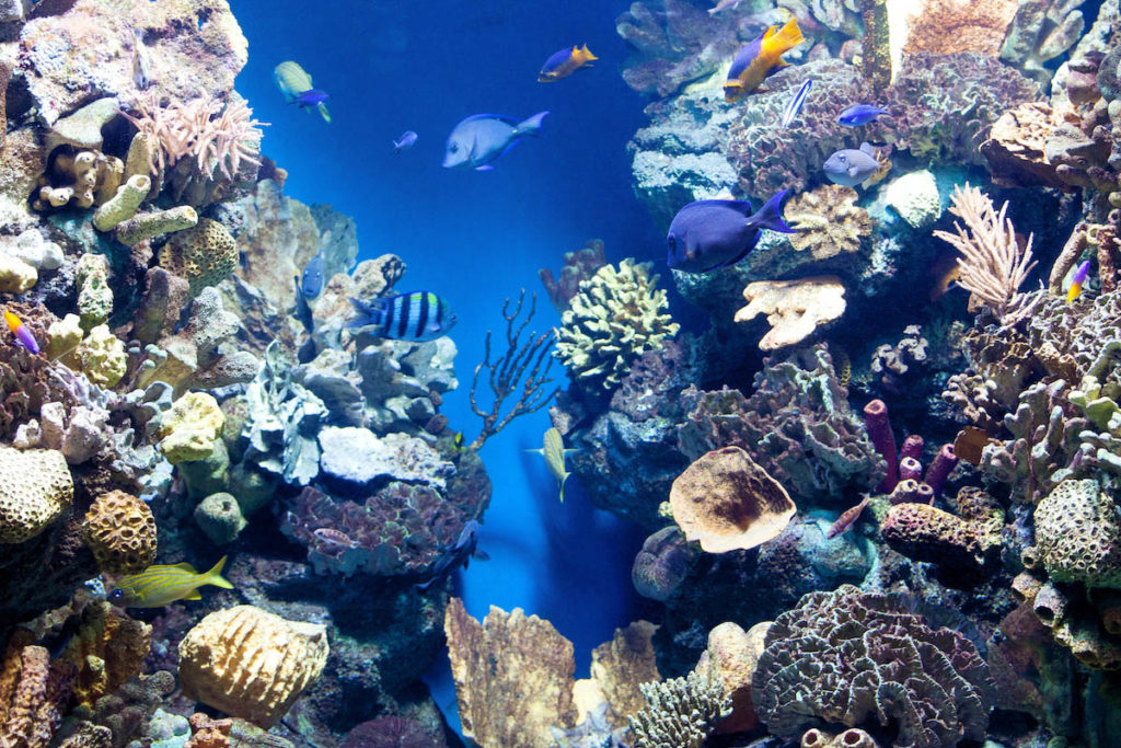 underwater world with corals and tropical fish.