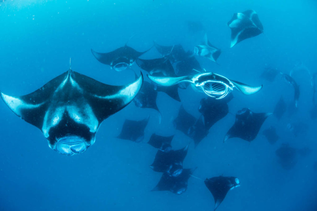 Manta Rays in Hanifaru bay
