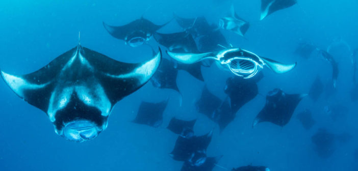 Manta Rays in Hanifaru bay