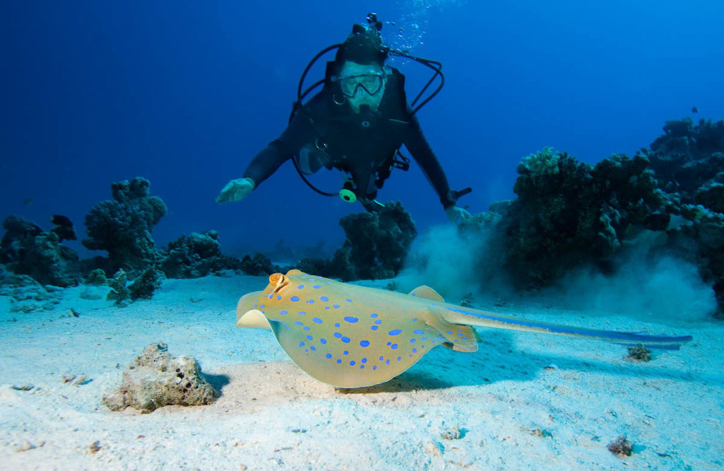 Diver and Bluespotted stingray