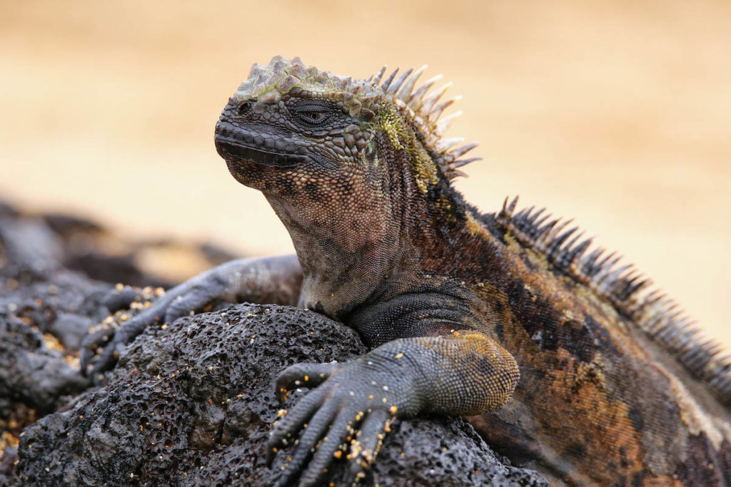 Marine iguana on Santiago Island, Galapagos National Park, Ecuad