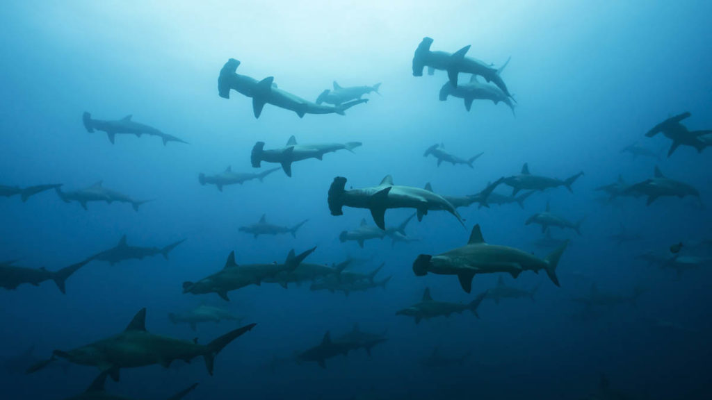 School of Hammerheads in Galapagos, the Pinnacle of Diving