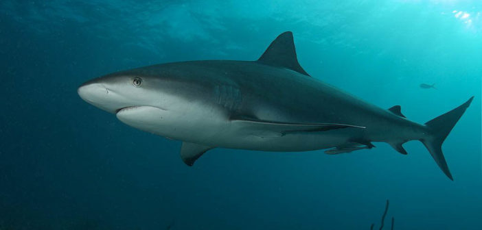 Caribbean Reef Shark