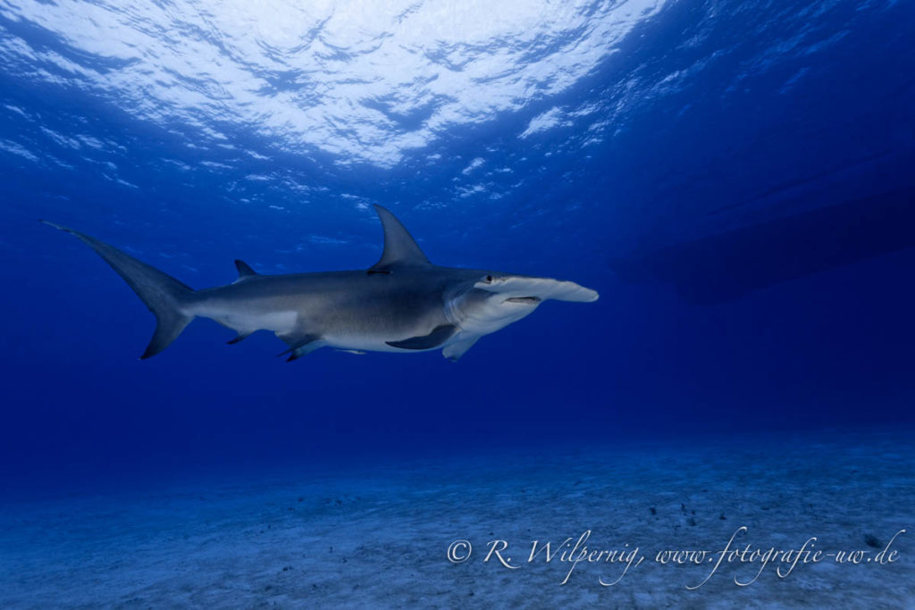blue o two Bahamas