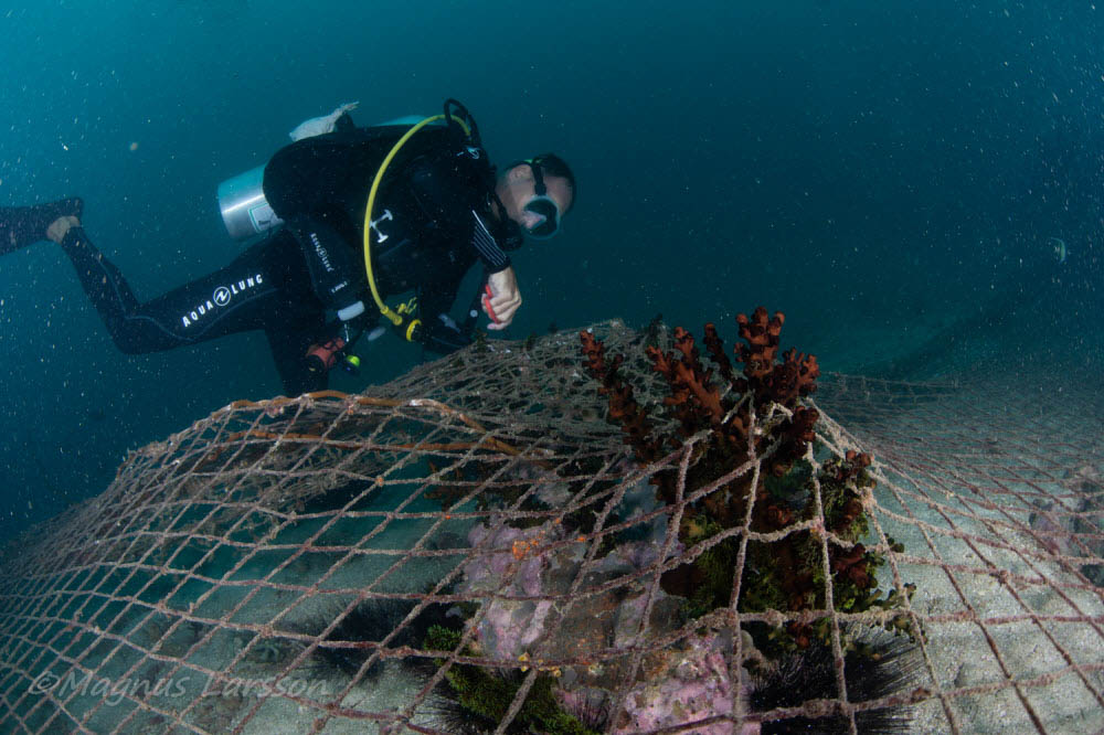 Campaign Begins to Clear 'Ghost Nets' from Mergui Archipelago - The Scuba  News