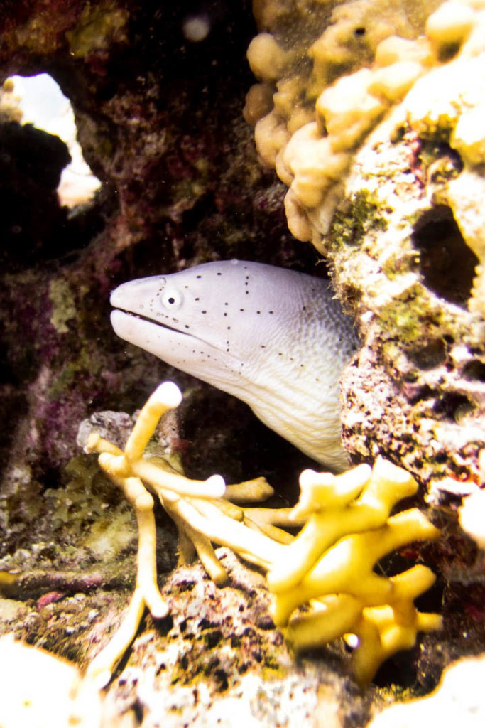 Red Sea