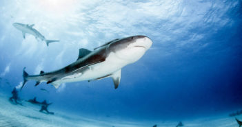 HUGE Black Friday SALE – Enjoy Up to 40% OFF with LiveAboard.com! Liveaboard.com