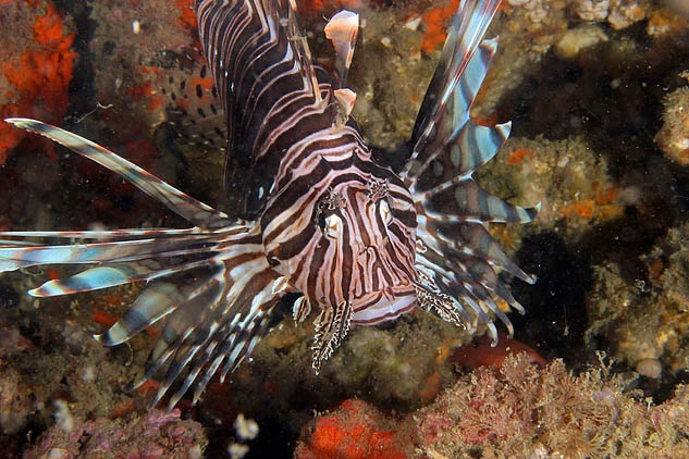 Lionfish University