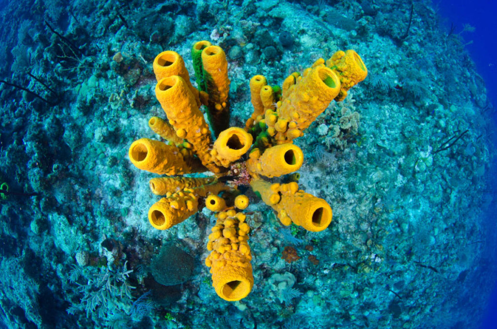 Cayman Islands