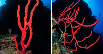 There is no better time to enjoy Cayman’s wonderful world of sponges Cayman Islands