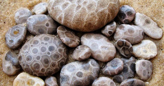 Petoskey Stones