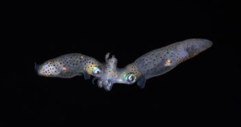 Six Senses Laamu Introduces Blackwater Diving in the Maldives Six Senses