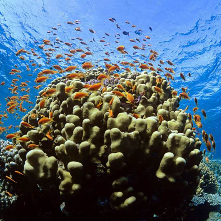 Eternal Reefs