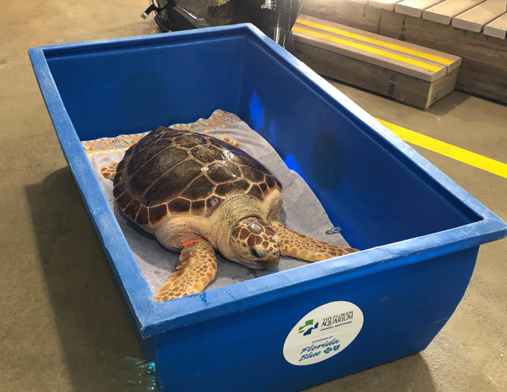 Loggerhead Turtle Release