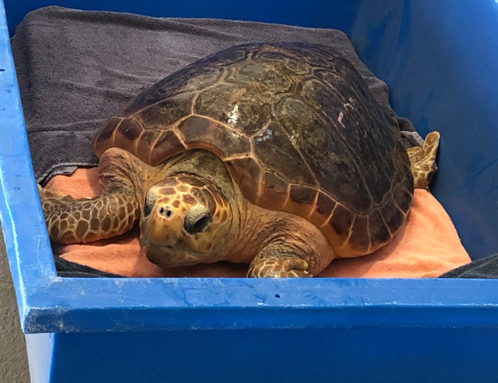 Loggerhead Turtle Release