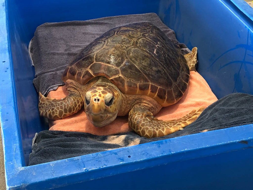 Loggerhead Turtle Release