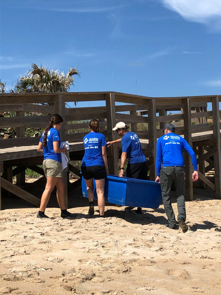 Loggerhead Turtle Release