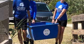 Loggerhead Turtle Release