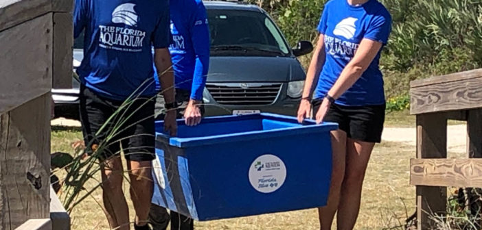 Loggerhead Turtle Release