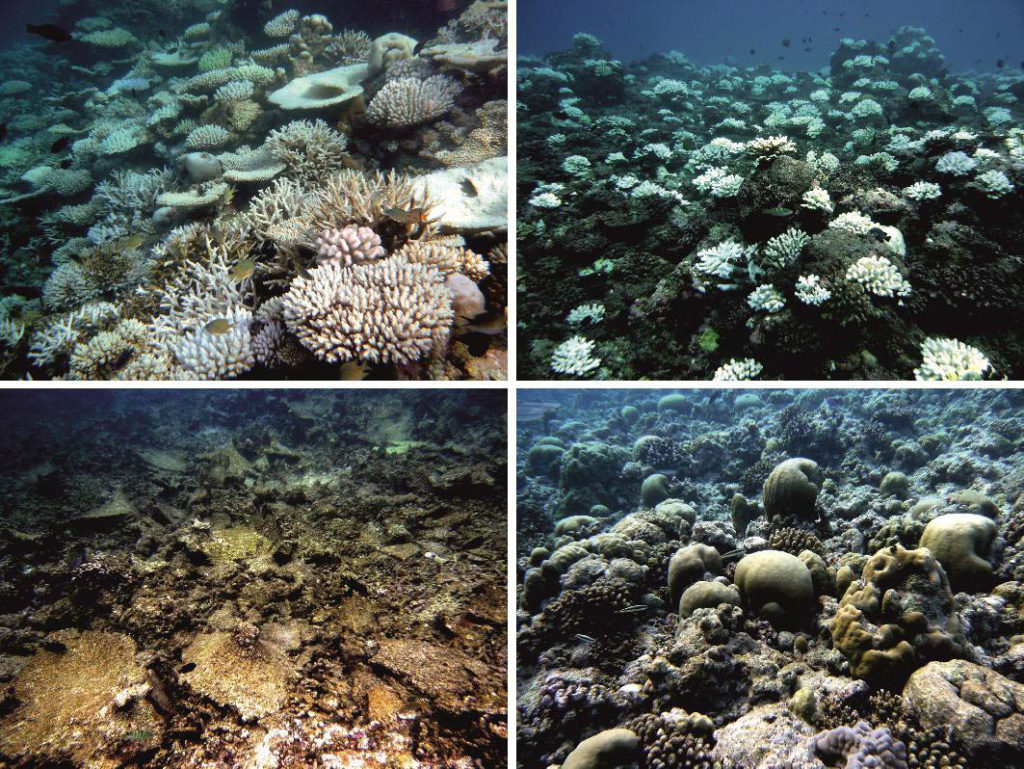 Coral Bleaching in the Maldives