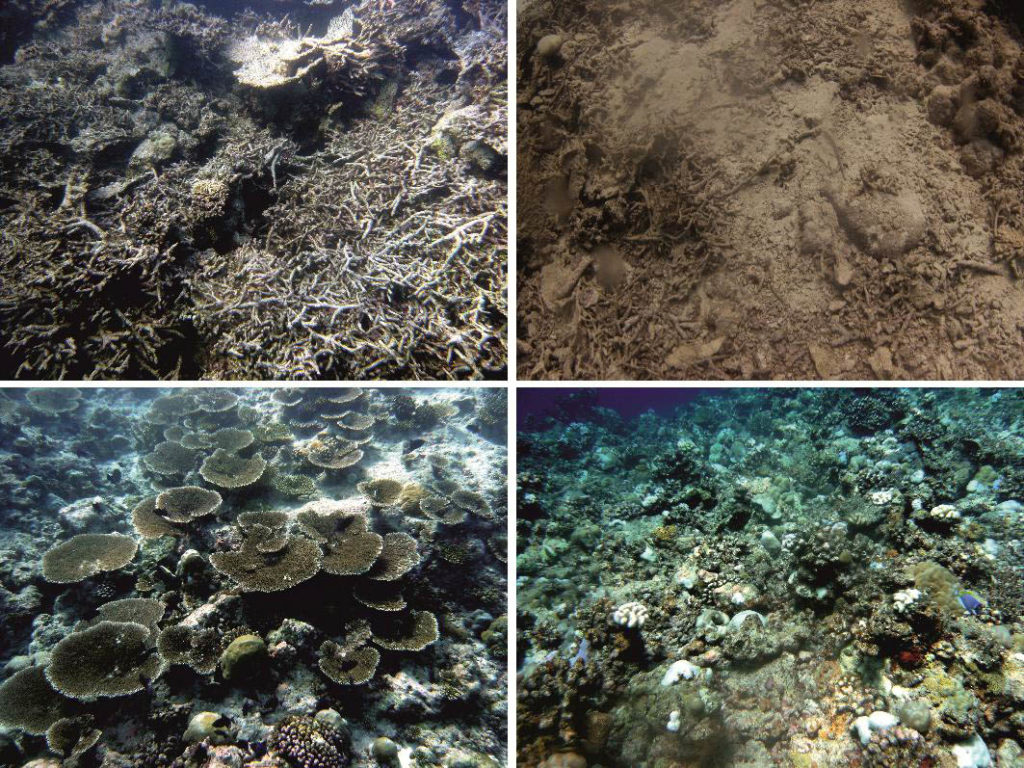 Coral Bleaching in the Maldives