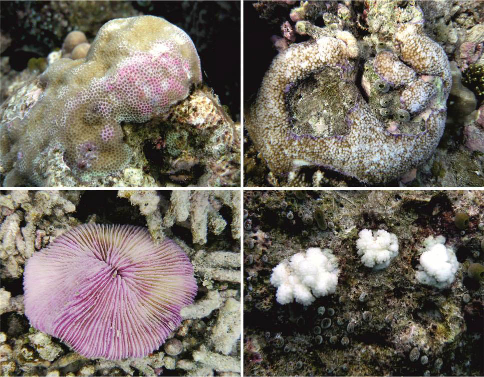 Coral Bleaching in the Maldives