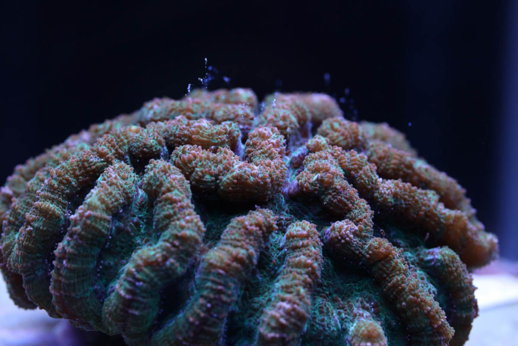 Florida Aquarium