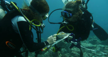 Coral Bleaching Study in the Maldives