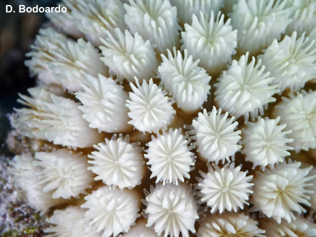 Coral Bleaching Study in the Maldives