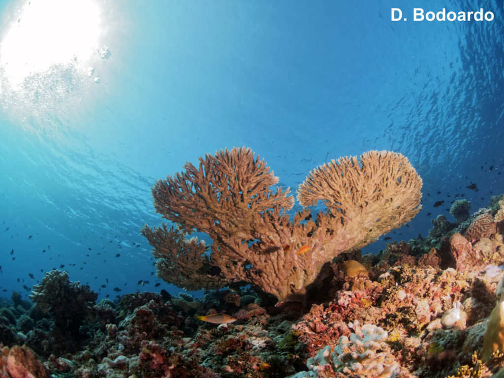 Coral Bleaching Study in the Maldives