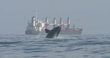 Right Whales