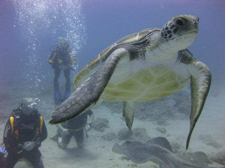 Tenerife