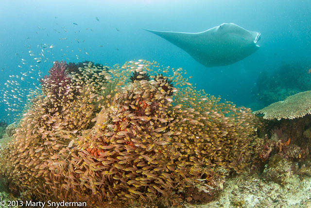 Raja Ampat - Dive Discovery