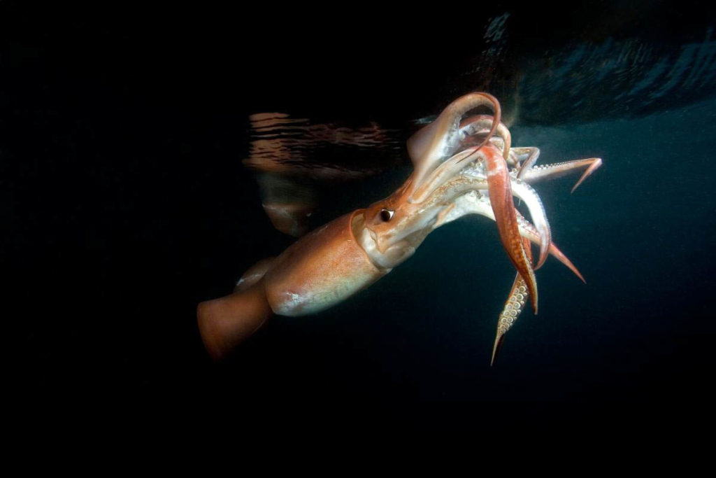 Humbolt Squid