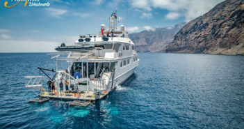 Spend Christmas 2021 with the Sharks at Socorro Island Belle Amie