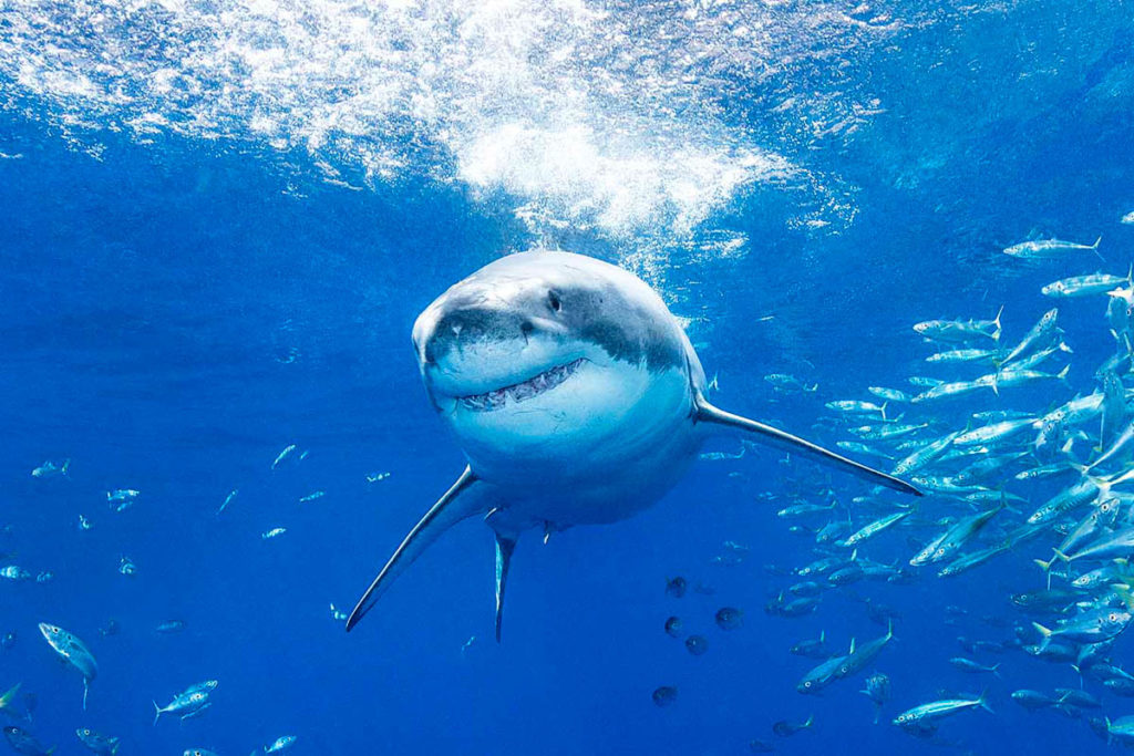 Sharks of Guadalupe