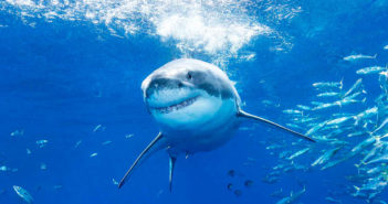 With the Great White Sharks of Guadalupe Sharks of Guadalupe