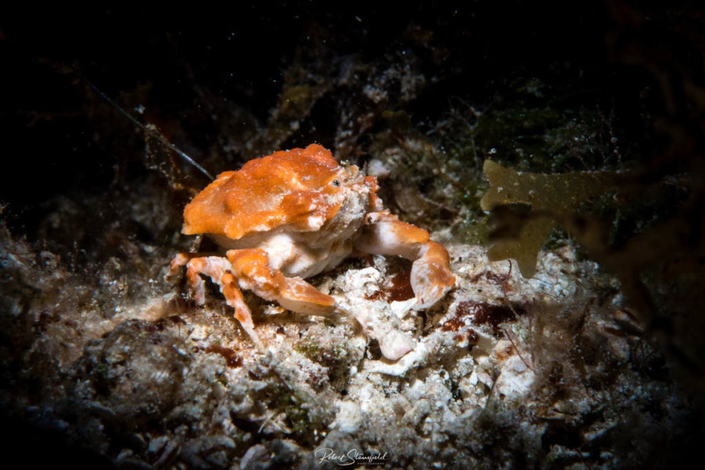 Night Diving - Adan Banga