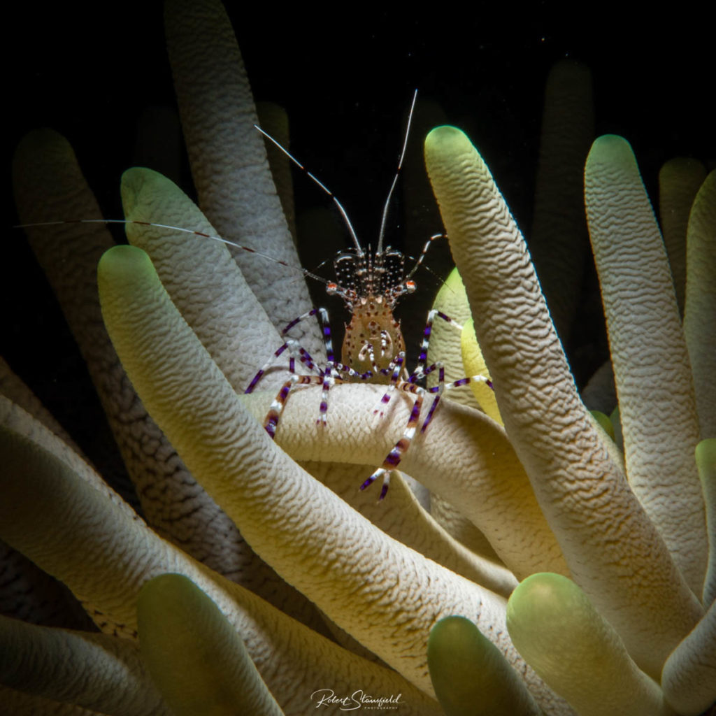 Night Diving - Adan Banga