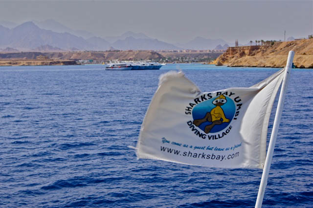 Sharks Bay Umbi