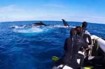 Humpback Whales in Tonga