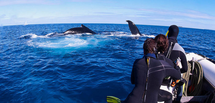 Humpback Whales in Tonga