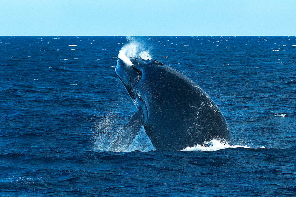 Humpback Whales