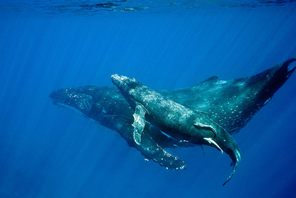 Humpback Whales