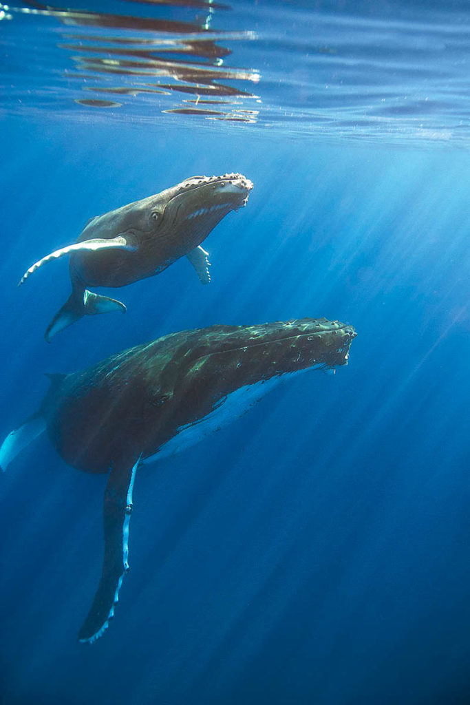 Humpback Whales