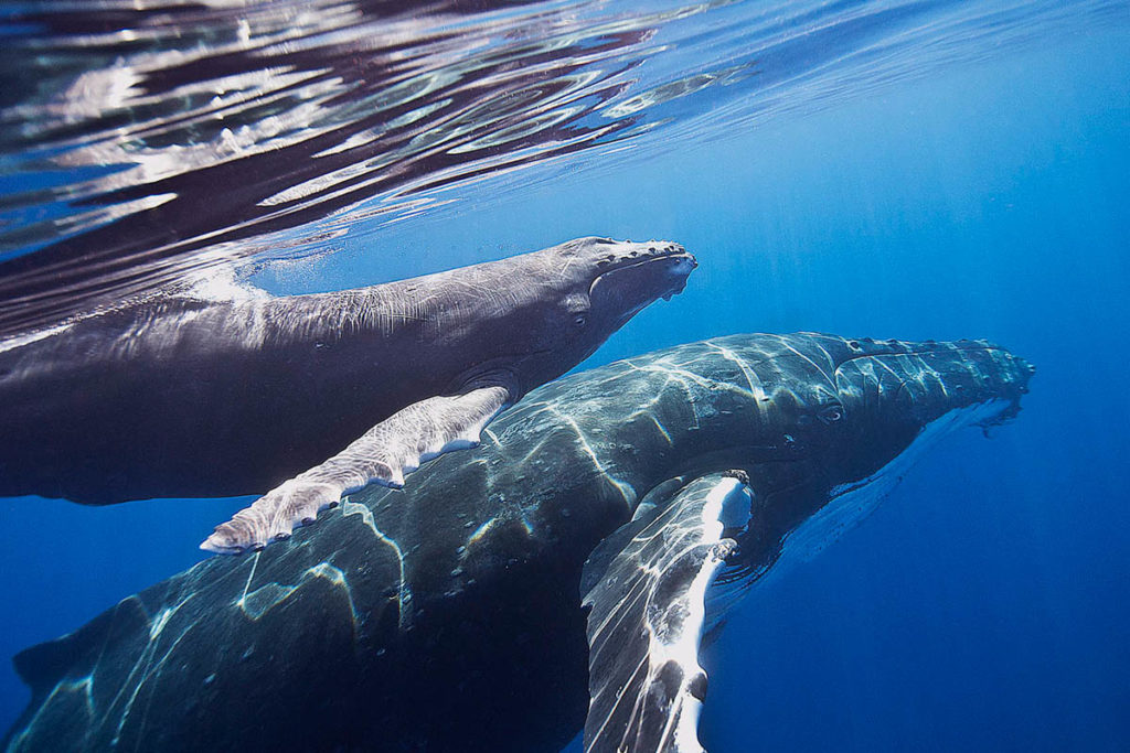 Humpback Whales