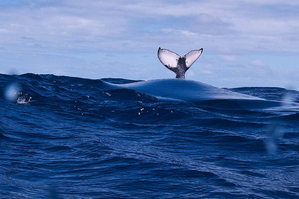 Humpback Whales