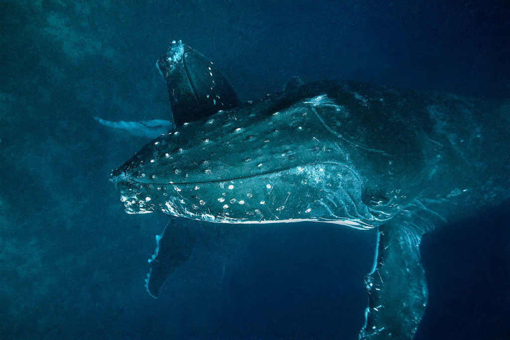 Humpback Whales