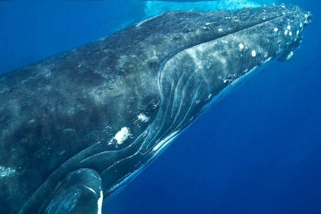 Humpback Whales